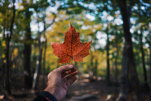 In the focused foreground, a hand gently holds a maple leaf, with an out-of-focus forest in the background.
